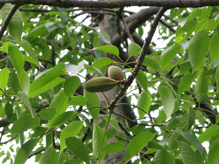 Bombax ceiba